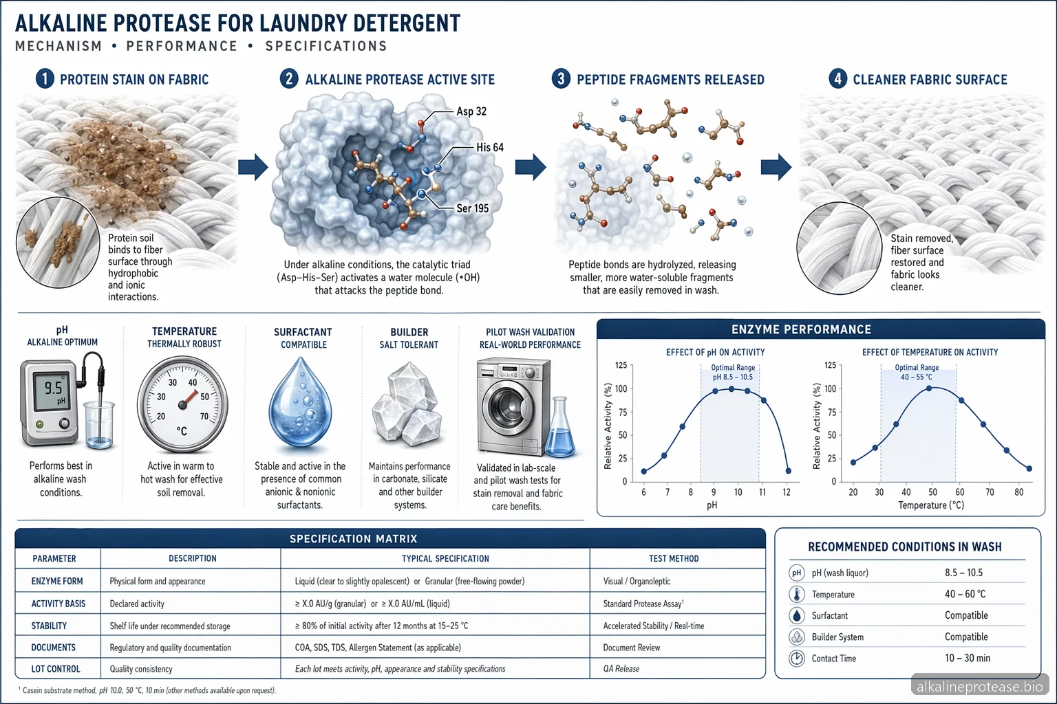 Alkaline Protease Application: Specification Checklist for Laundry Detergent — process diagram