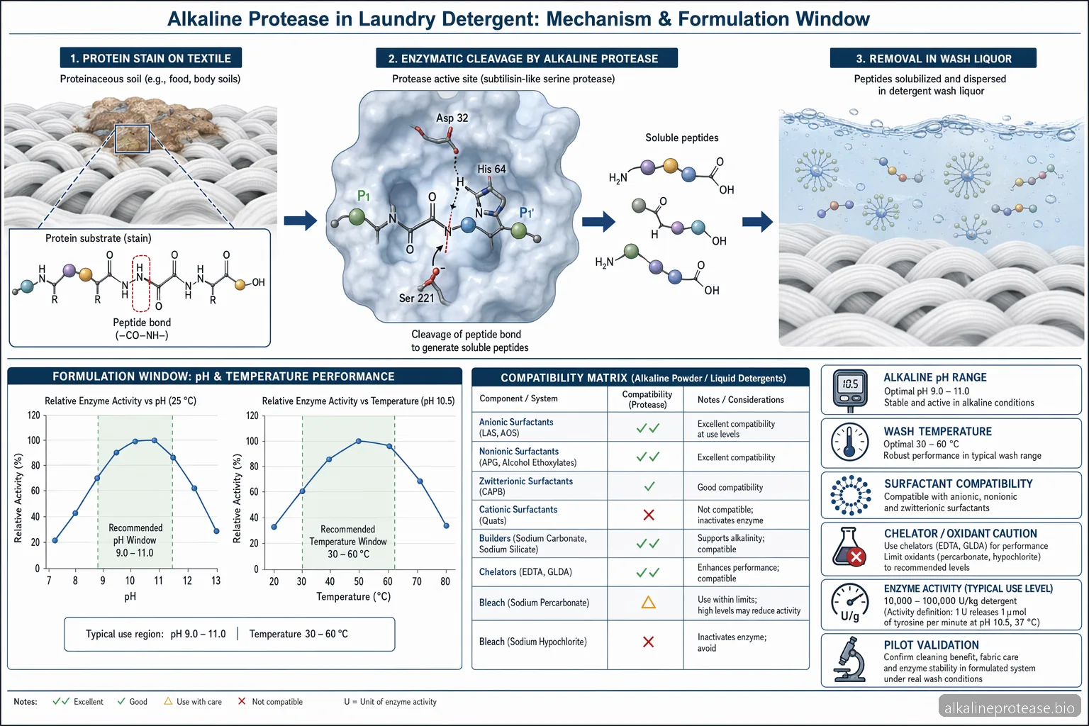 Alkaline Protease Detergent: How to Use Alkaline Protease in Laundry Detergent Formulations — process diagram