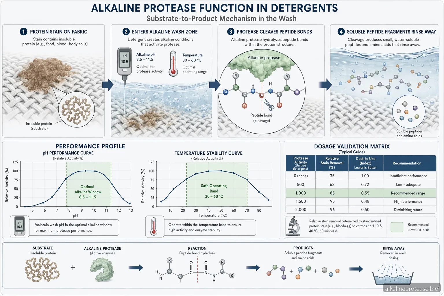 Alkaline Protease Function in Detergents: Dosage, pH, and Temperature Control — process diagram
