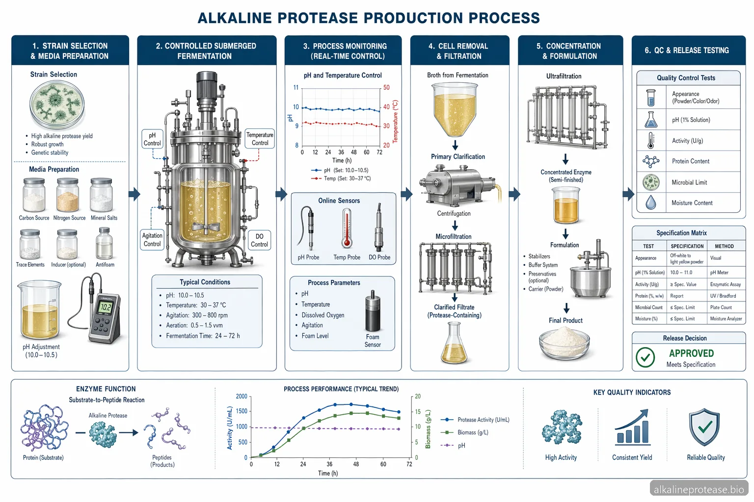 Alkaline Protease Production for Industrial Buyers — process diagram