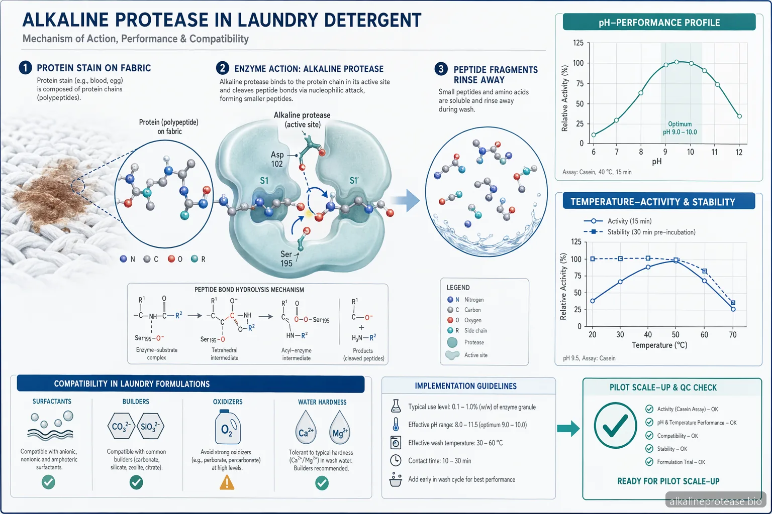 Application of Alkaline Protease: Laundry Detergent Formulation Guide — process diagram