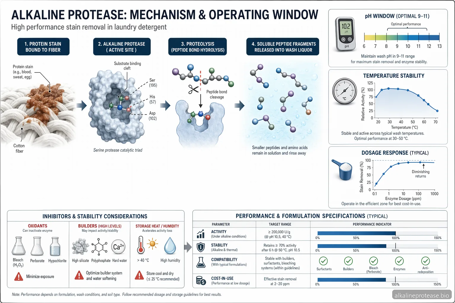 Application of Alkaline Protease Enzyme: Dosage, pH, and Temperature in Laundry Detergent — process diagram