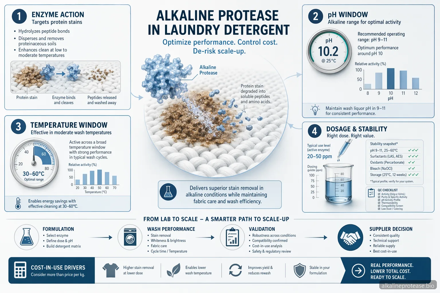 Application of Alkaline Protease Enzyme: Dosage, pH, and Temperature in Laundry Detergent — at-a-glance summary