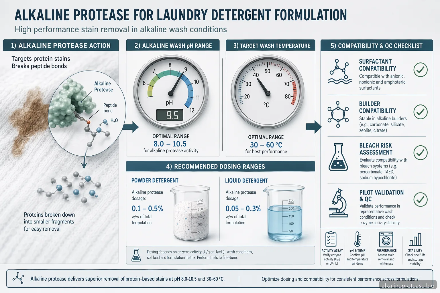 Application of Alkaline Protease: Laundry Detergent Formulation Guide — at-a-glance summary