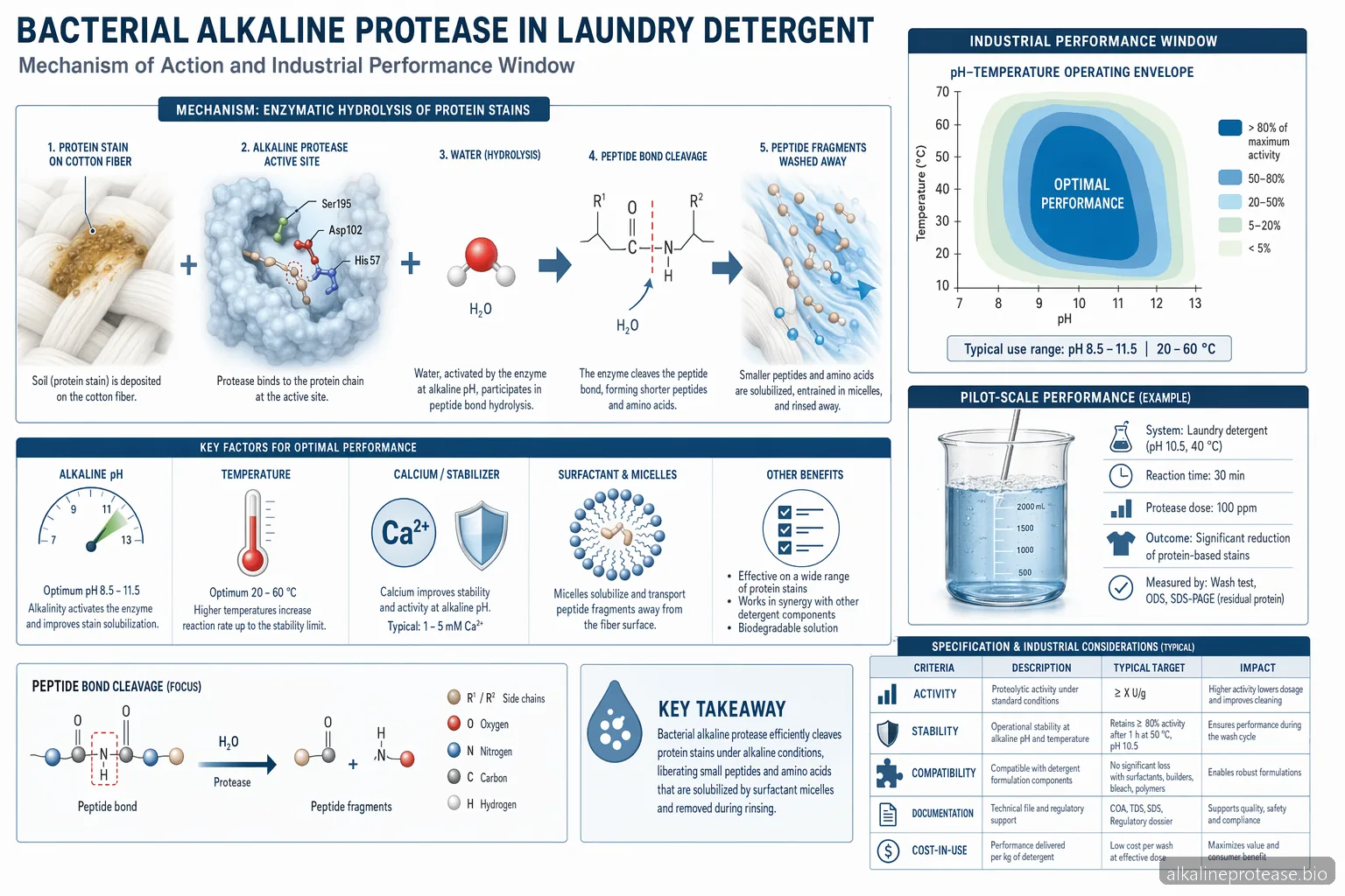 Bacterial Alkaline Proteases Molecular Approaches and Industrial Applications — process diagram