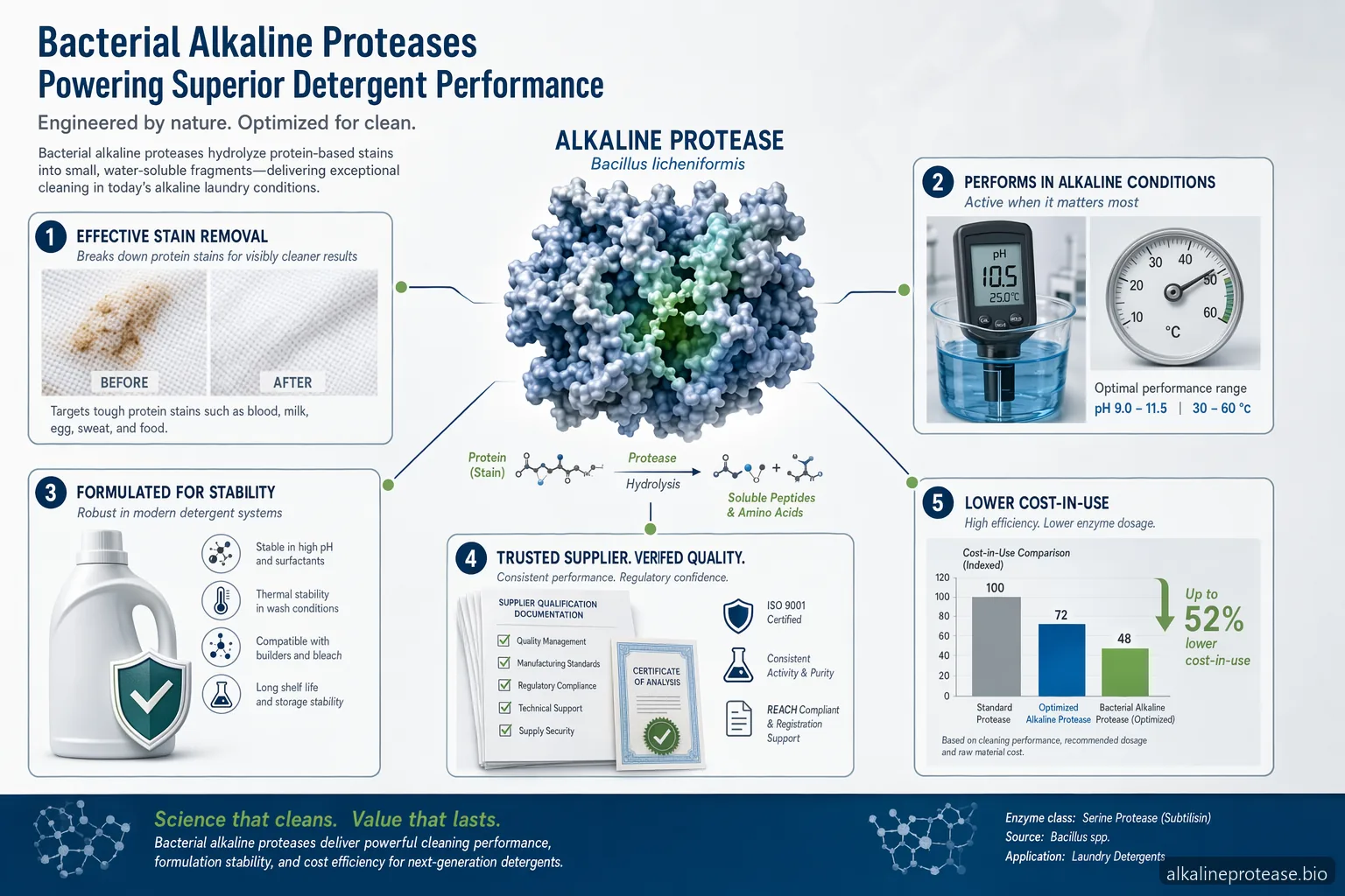Bacterial Alkaline Proteases Molecular Approaches and Industrial Applications — at-a-glance summary